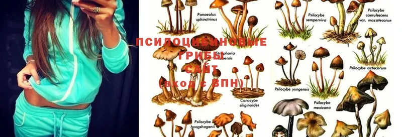 продажа наркотиков  Абинск  Псилоцибиновые грибы MAGIC MUSHROOMS 